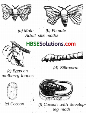 HBSE 7th Class Science Solutions Chapter 3 Fibre to Fabric-1
