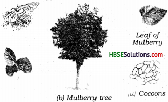 HBSE 7th Class Science Solutions Chapter 3 Fibre to Fabric-2