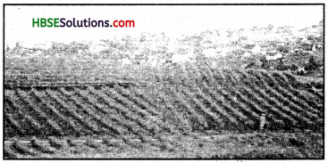 HBSE 7th Class Social Science Solutions Geography Chapter 6 Natural Vegetation and Wild Life 5