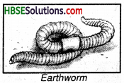 HBSE 8th Class Science Solutions Chapter 1 Crop Production and Management-8