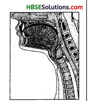 HBSE 8th Class Science Solutions Chapter 13 Sound 1
