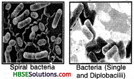 HBSE 8th Class Science Solutions Chapter 2 Micro Orgmisms Friends and Foe-2