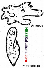 HBSE 8th Class Science Solutions Chapter 2 Micro Orgmisms Friends and Foe-3