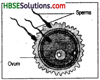 HBSE 8th Class Science Solutions Chapter 9 Reproduction in Animals-3