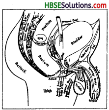 HBSE 8th Class Science Solutions Chapter 9 Reproduction in Animals-4