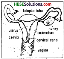 HBSE 8th Class Science Solutions Chapter 9 Reproduction in Animals-5
