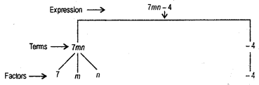 HBSE 7th Class Maths Solutions Chapter 12 Algebraic Expressions InText Questions 2