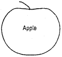 HBSE 7th Class Maths Solutions Chapter 15 Visualising Solid Shapes Ex 15.3 5
