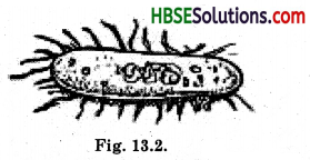 HBSE 8th Class Maths Solutions Chapter 13 Direct and Inverse Proportions Ex 13.1 9